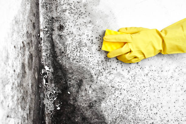 Trusted Waterloo, IL Mold Removal Experts