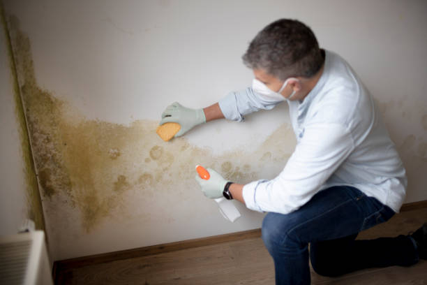 Best Attic Mold Removal  in Waterloo, IL